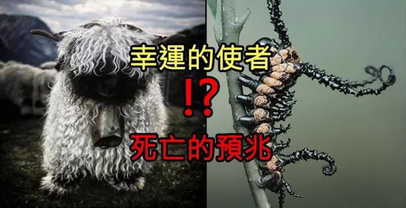 7種詭譎動物,有人說看到他們會是「死亡的預兆」,也有人說是「