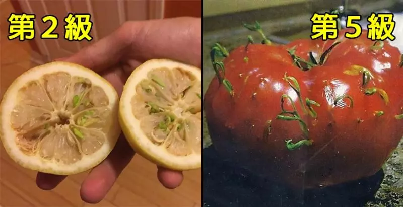 7張「一個比一個更挖出你內心恐懼」的蔬果發芽照片,看完最後一張「大魔王」還沒有陰影的絕對是勇者......