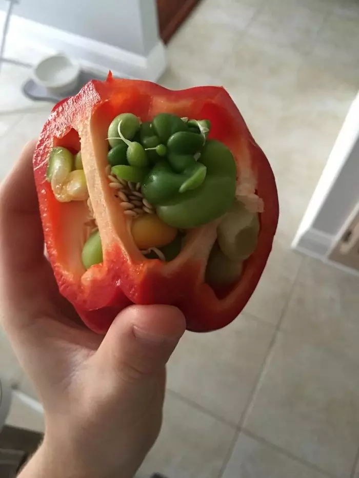 7張「一個比一個更挖出你內心恐懼」的蔬果發芽照片,看完最後一張「大魔王」還沒有陰影的絕對是勇者......