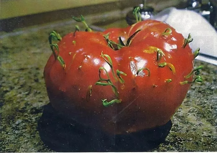 7張「一個比一個更挖出你內心恐懼」的蔬果發芽照片,看完最後一張「大魔王」還沒有陰影的絕對是勇者......