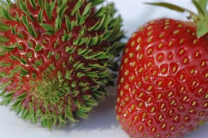 7張「一個比一個更挖出你內心恐懼」的蔬果發芽照片,看完最後一張「大魔王」還沒有陰影的絕對是勇者......