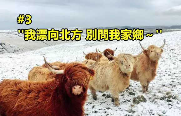 天生要當大明星「10張照片證明動物的自拍技術比人類更高超!」