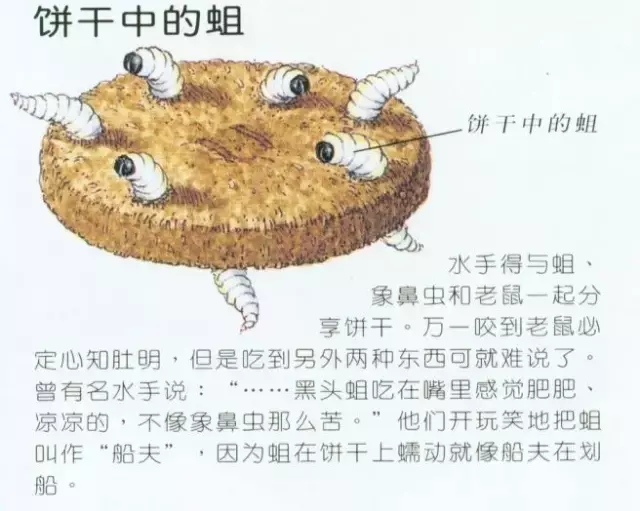 啃硬到能當殺人武器的麵包!5種「以前水手們在航海時吃的食物」!