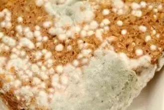 啃硬到能當殺人武器的麵包!5種「以前水手們在航海時吃的食物」!