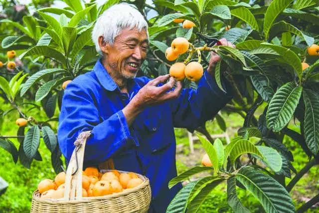 最近枇杷大火,7旬老奶奶教你做枇杷膏,甘甜如怡太好吃了