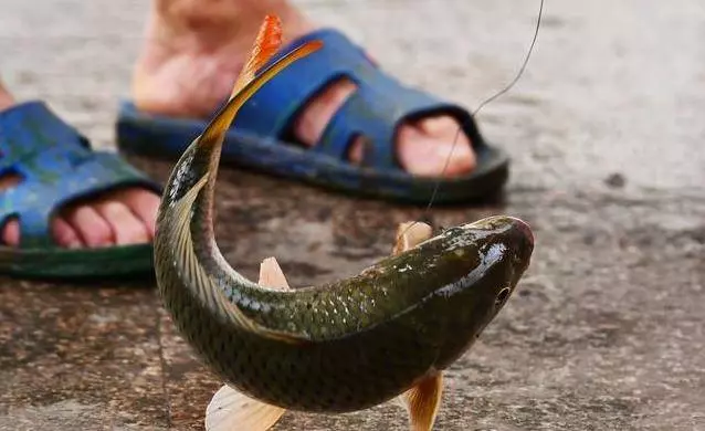 為什麼魚販子不喜歡人買魚回去自己弄?魚老闆不下心說了實話