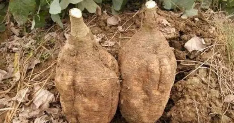 4 種排毒食物,女人經常吃一點,排毒消炎,預防婦科炎症,滋養卵巢顯年輕