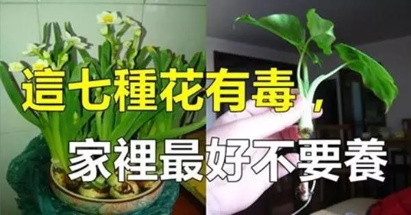 千萬不要將這 7 種花種在家裡,有劇毒!最後一種很多人家都在養哦!