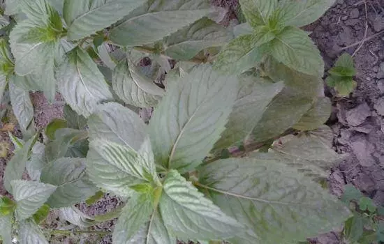 皮膚瘙癢難忍!中醫師推薦 7 種草藥清洗,非常有效!