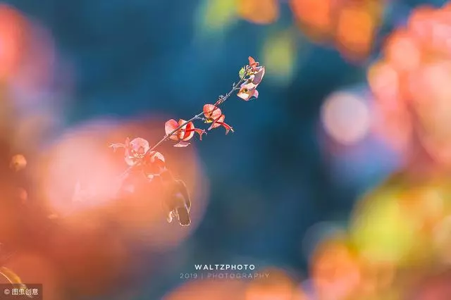 心理測試:4隻蝴蝶你最喜歡哪隻?測你前世欠了誰的債,今生要還