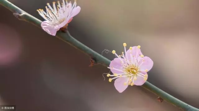 心理測試:假如結婚,你會戴哪個頭紗?測你婚後會不會被欺負成黃臉婆