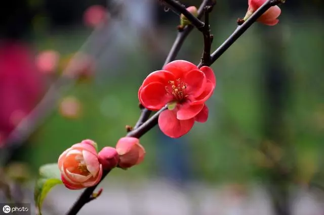 心理測試:假如結婚,你會戴哪個頭紗?測你婚後會不會被欺負成黃臉婆