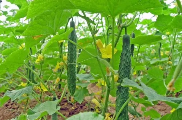 外婆用了半輩子的醃黃瓜秘方,比買的還好吃,只要簡單3步,口感脆爽,好吃又下飯
