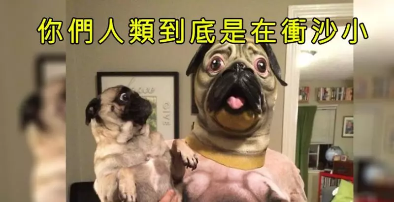 你們人類到底夠了沒!7張照片告訴你「我只是想要靜一靜」,有那麼困難嗎?#5「18相送一步一回頭是哪招?」
