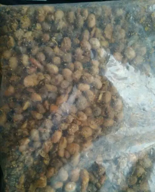 生黃豆當花肥,觀葉植物特喜歡,,葉片肥厚,綠的發亮