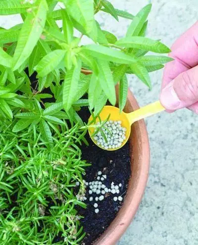 生黃豆當花肥,觀葉植物特喜歡,,葉片肥厚,綠的發亮