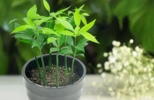 生黃豆當花肥,觀葉植物特喜歡,,葉片肥厚,綠的發亮