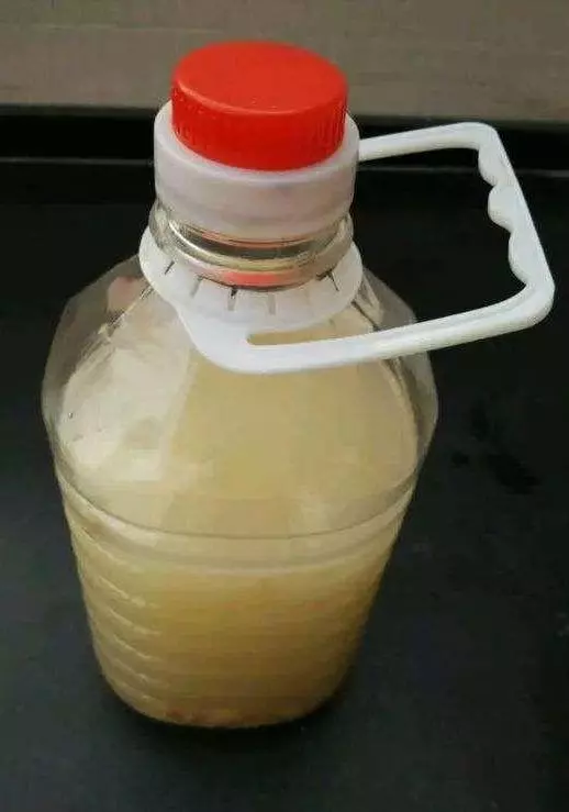 生黃豆當花肥,觀葉植物特喜歡,,葉片肥厚,綠的發亮