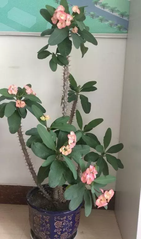 生黃豆當花肥,觀葉植物特喜歡,,葉片肥厚,綠的發亮