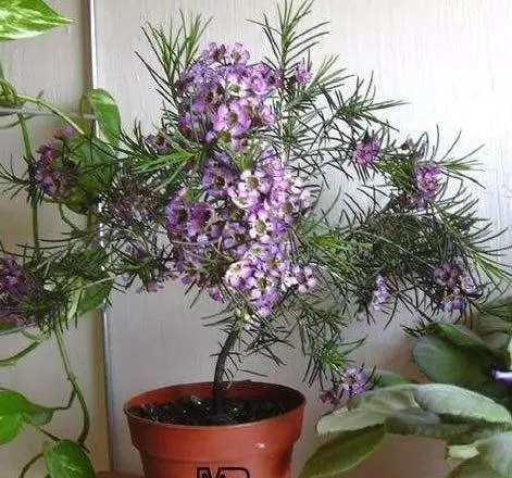 生黃豆當花肥,觀葉植物特喜歡,,葉片肥厚,綠的發亮