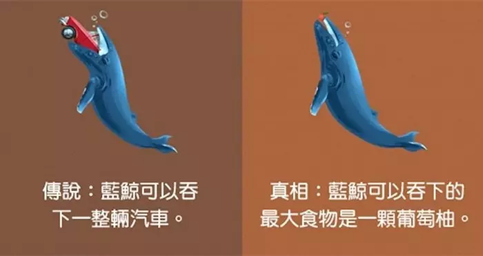 變色龍會根據心情而改變顏色!12個「我們一直都相信」的錯誤動物迷思!