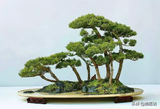 解析區別不同松類盆景的「短針逼芽法」做法!五針松盆景摘芽示範
