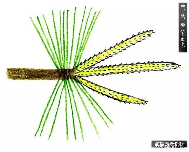 解析區別不同松類盆景的「短針逼芽法」做法!五針松盆景摘芽示範