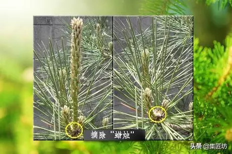 解析區別不同松類盆景的「短針逼芽法」做法!五針松盆景摘芽示範