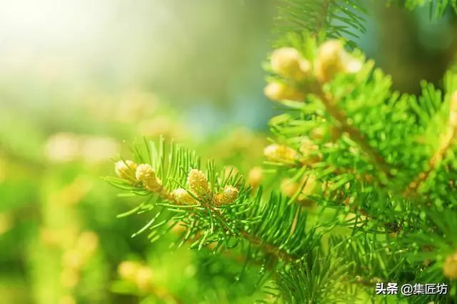 解析區別不同松類盆景的「短針逼芽法」做法!五針松盆景摘芽示範