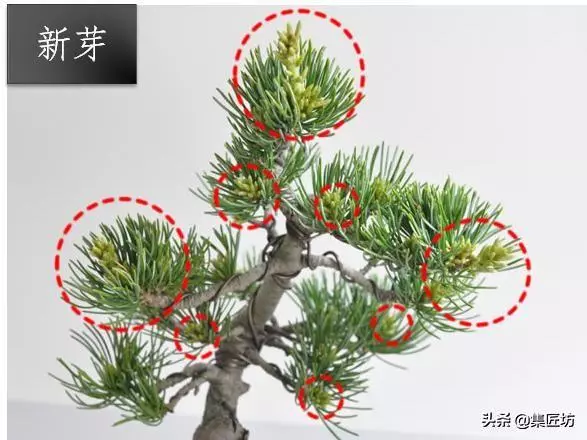 解析區別不同松類盆景的「短針逼芽法」做法!五針松盆景摘芽示範