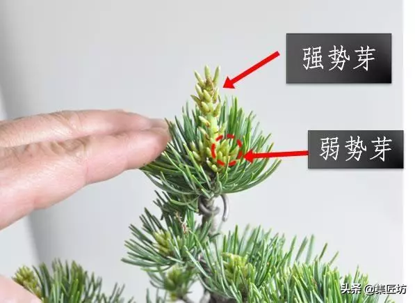 解析區別不同松類盆景的「短針逼芽法」做法!五針松盆景摘芽示範