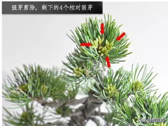 解析區別不同松類盆景的「短針逼芽法」做法!五針松盆景摘芽示範
