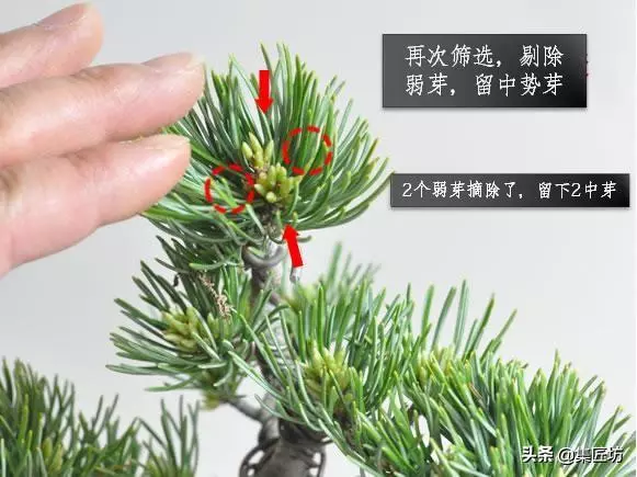 解析區別不同松類盆景的「短針逼芽法」做法!五針松盆景摘芽示範
