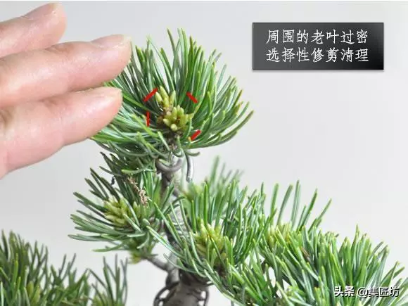 解析區別不同松類盆景的「短針逼芽法」做法!五針松盆景摘芽示範