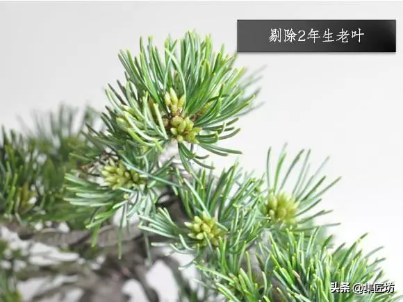 解析區別不同松類盆景的「短針逼芽法」做法!五針松盆景摘芽示範
