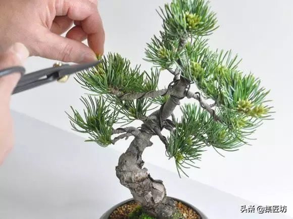 解析區別不同松類盆景的「短針逼芽法」做法!五針松盆景摘芽示範