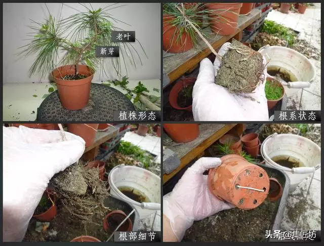 解析區別不同松類盆景的「短針逼芽法」做法!五針松盆景摘芽示範