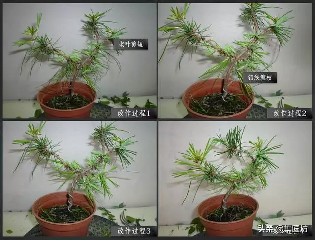 解析區別不同松類盆景的「短針逼芽法」做法!五針松盆景摘芽示範