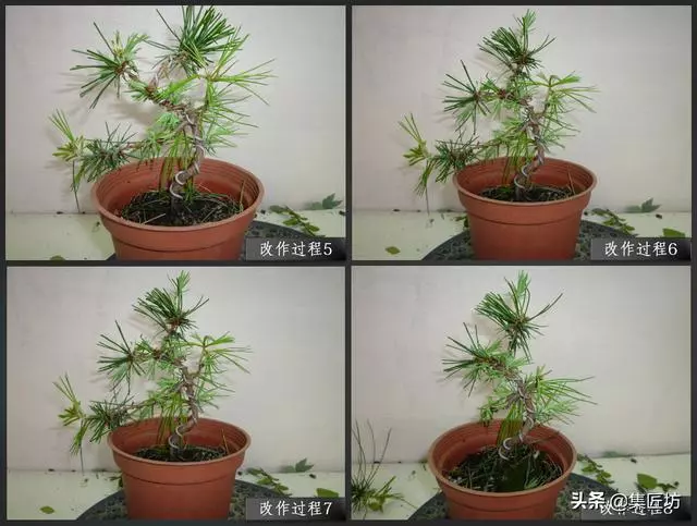 解析區別不同松類盆景的「短針逼芽法」做法!五針松盆景摘芽示範