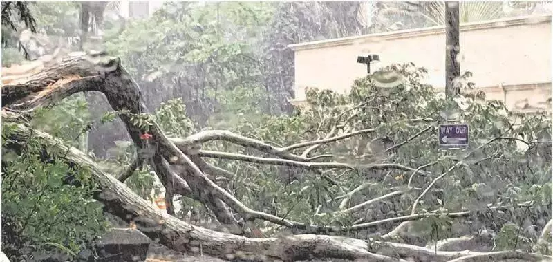 注意!新加坡狂風暴雨來了,全島多處大樹都被連根拔起