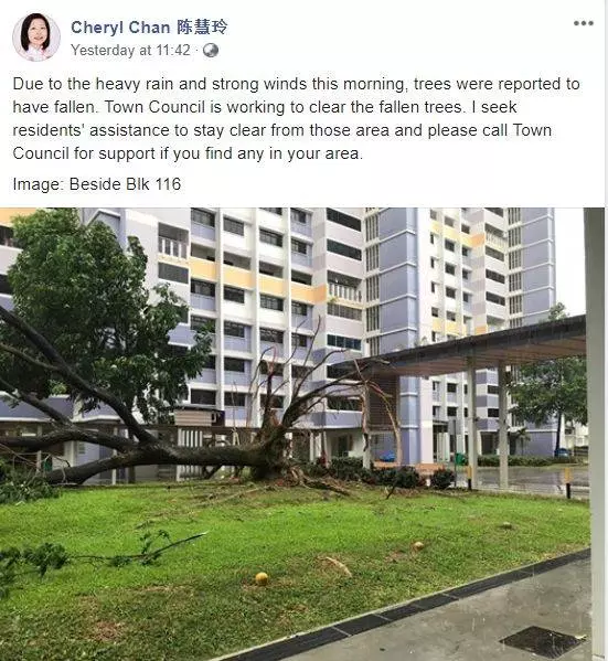 注意!新加坡狂風暴雨來了,全島多處大樹都被連根拔起