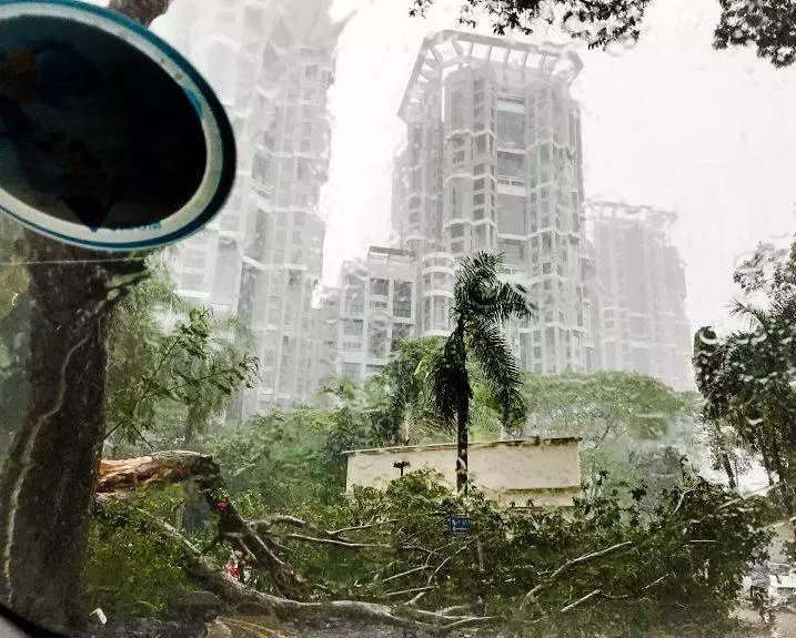 注意!新加坡狂風暴雨來了,全島多處大樹都被連根拔起