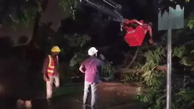 注意!新加坡狂風暴雨來了,全島多處大樹都被連根拔起