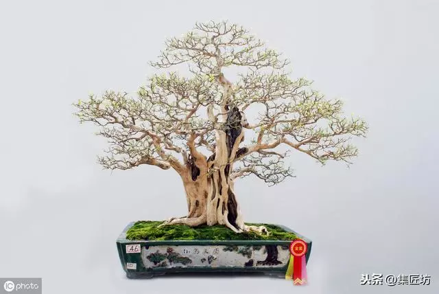 樁景死亡不是你養護不到位,機能退化才是致命傷!九里香盆景養護