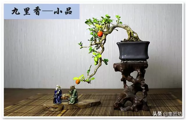 樁景死亡不是你養護不到位,機能退化才是致命傷!九里香盆景養護