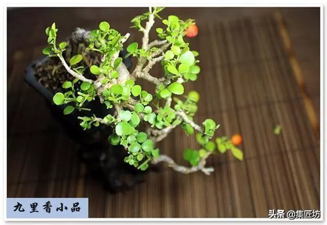 樁景死亡不是你養護不到位,機能退化才是致命傷!九里香盆景養護