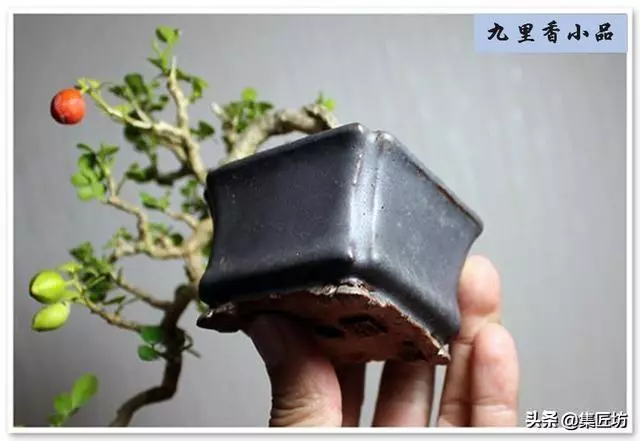 樁景死亡不是你養護不到位,機能退化才是致命傷!九里香盆景養護