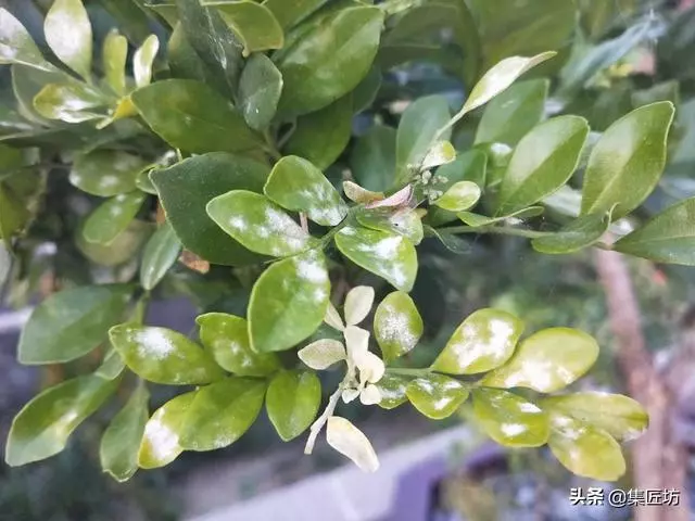 樁景死亡不是你養護不到位,機能退化才是致命傷!九里香盆景養護