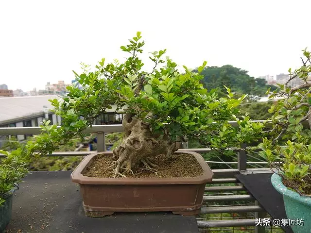 樁景死亡不是你養護不到位,機能退化才是致命傷!九里香盆景養護