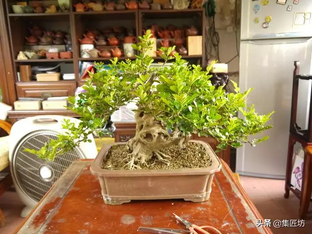 樁景死亡不是你養護不到位,機能退化才是致命傷!九里香盆景養護